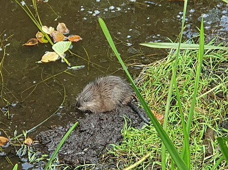 Ондатры – отличные пловцы с плохим зрением и обонянием