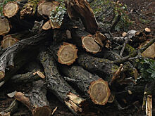 Зеленский не подпишет резонансный «закон о дровах»