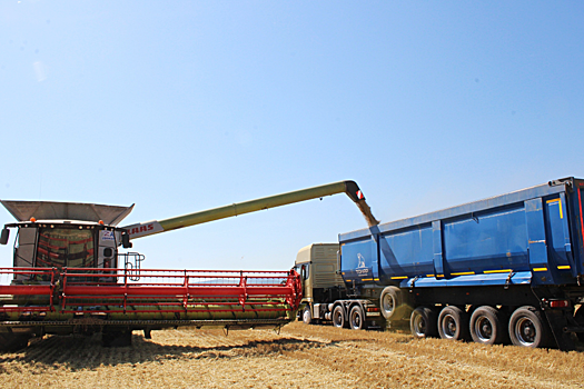 Более полумиллиона тонн зерна собрали  аграрии Красноярского края
