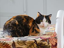 На службе вместе: истории кошек на столичных спасательных станциях