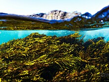 Эксперты рассказали о потенциале выращивания морских водорослей