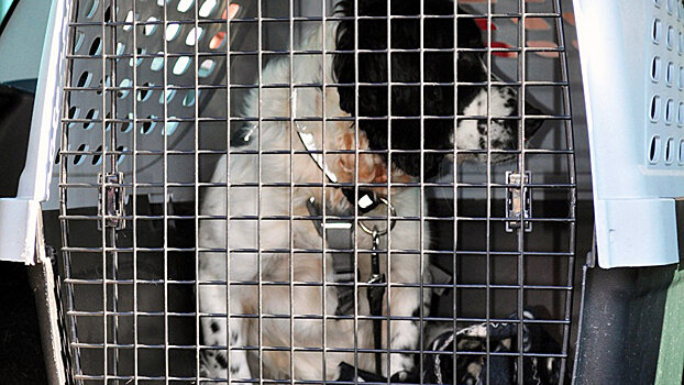 Звериная амнистия: в Ташкенте приостановлен отлов бездомных животных