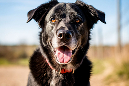 В Московской области активизировались догхантеры