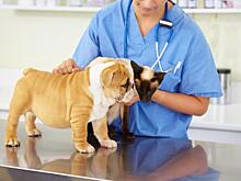 Ветеринарный врач-хирург о пиометре у кошек и собак