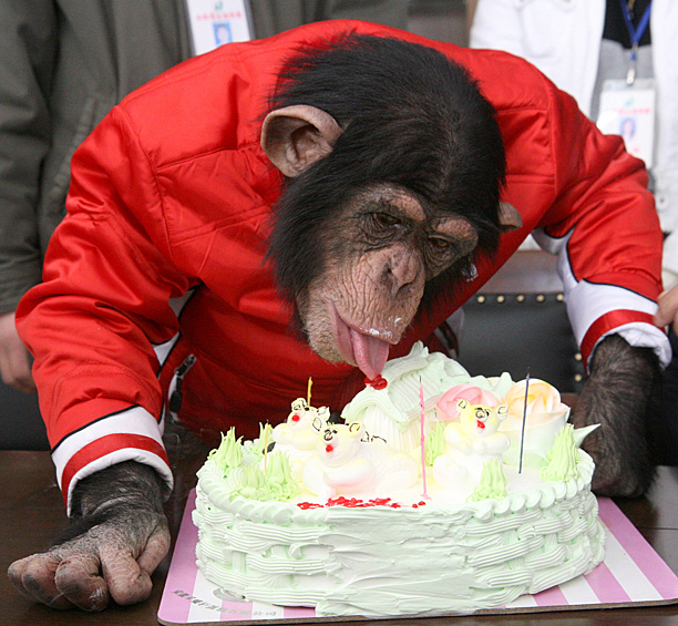 Самка шимпанзе Ван Син ест торт в свой 5-й день рождения, 2009 год