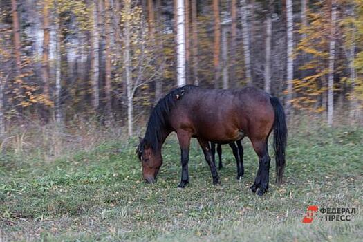 Кадыров рассказал о возвращении украденного в Чехии коня Зазу