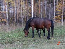 Кадыров рассказал о возвращении украденного в Чехии коня Зазу