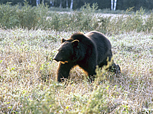 Российские туристы напугали медведя