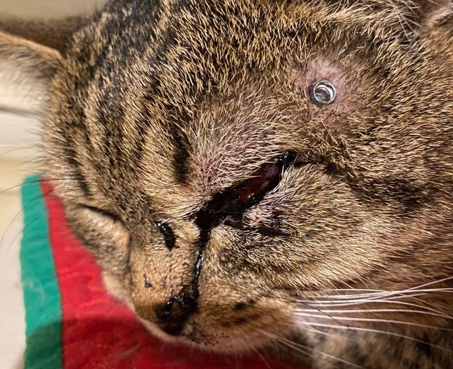 Кота расстреляли из мелкашки в Арзамасском районе