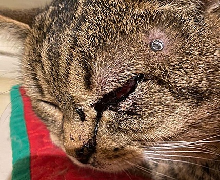 В Выхине-Жулебине спасли застрявшего на высоком дереве кота