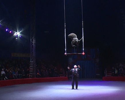 Глава Калининграда высказался о возведении цирка у Верхнего пруда