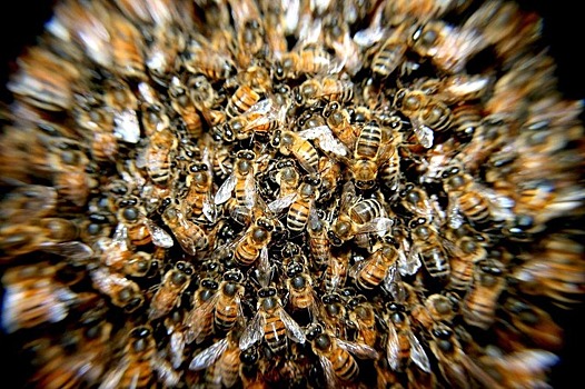 Изобретение для лучшей зимовки пчел и против подмора от ученого Алтайского ГАУ