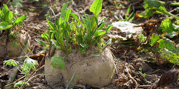 Названы признаки готовности свеклы для уборки с огорода