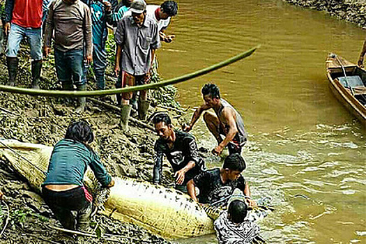 В Индонезии убили 300 крокодилов в отместку за гибель человека