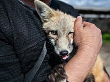 Угроза волчьих стай стала вновь актуальна для европейских фермеров
