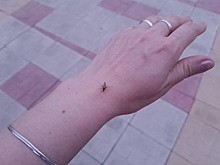 Прогноз по комарам на лето-2025 в Новосибирске озвучил энтомолог Юрченко