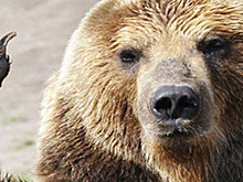 Утром по улицам Магадана гулял крупный медведь