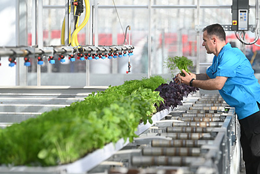 В тепличном комплексе «Агрокультура Групп» в Кашире собрали около 16 тыс т урожая в 2022 г