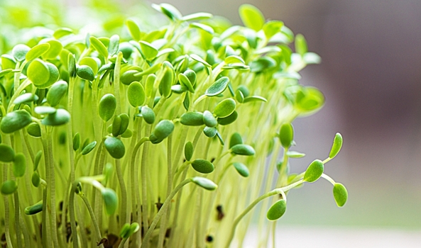 Роспотребнадзор объяснил волгоградцам, чем полезна микрозелень