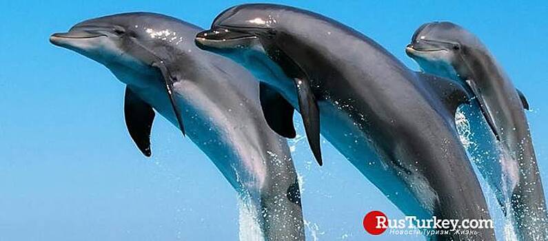 Турецкие ученые помогут сохранить дельфинов