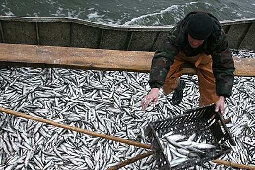 В России усилили контроль за рыболовством в открытом море