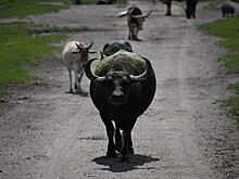 Индия готова смягчить требования к российским яблокам и нарастить поставки буйволятины в РФ