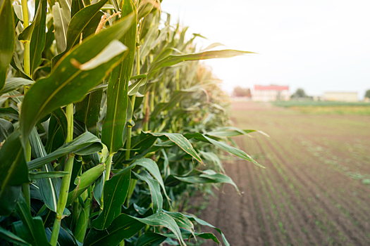 В Минсельхозе хотят снизить импортозависимость от семян кукурузы