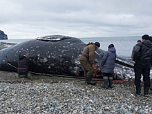 На Чукотке общины коренных народов получили новые скоростные лодки для охоты на моржа и кита