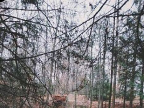 Уфимцы смогут проконтролировать благоустройство «Кошкиного леса»