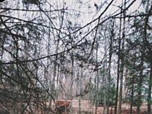 Уфимцы смогут проконтролировать благоустройство «Кошкиного леса»