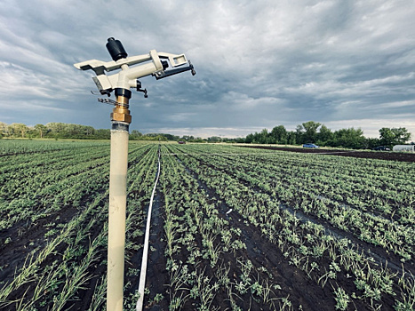 В Кинельском районе начинающий фермер занялся производством чеснока