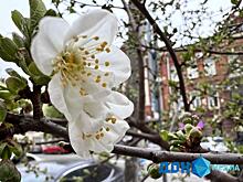 В апреле в Ростовскую область ввезли саженцы яблони и фундука из Италии и Сербии