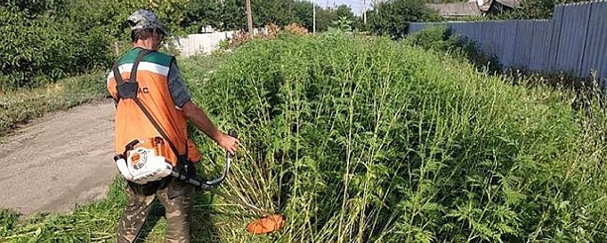 5,5 млн рублей штрафов собрано в Ростовской области за нескошенную амброзию