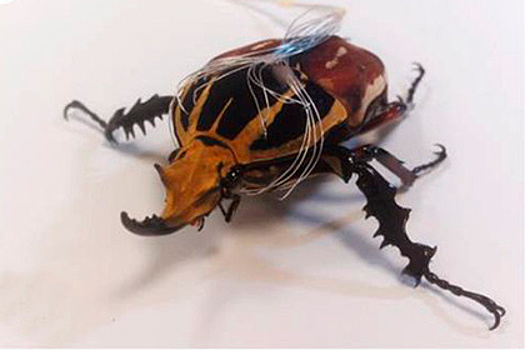 Жуки-киборги заменят беспилотники