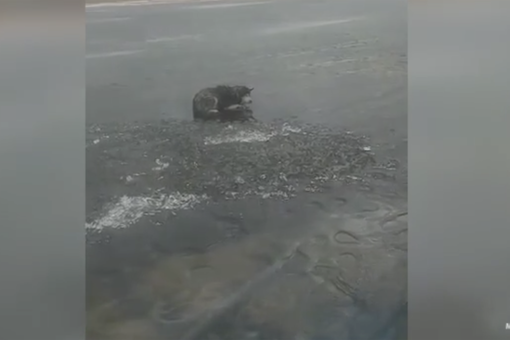 В Санкт-Петербурге сотрудники МЧС спасли собаку с отколовшейся льдины