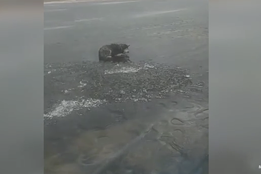 В Санкт-Петербурге сотрудники МЧС спасли собаку с отколовшейся льдины