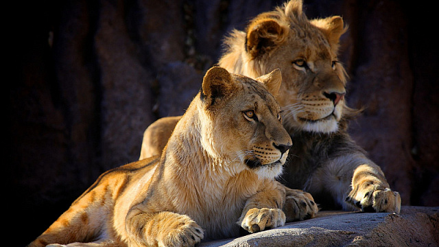 Власти ЮАР запретили разводить львов в неволе