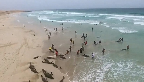 Массовый выброс дельфинов на пляж попал на видео