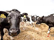 Вологодских производителей мяса поддержат из-за роста цен