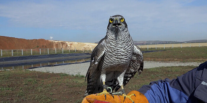 Ястребы стали охранниками мусорного полигона под Челябинском