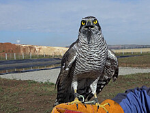Ястребы стали охранниками мусорного полигона под Челябинском