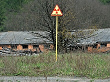 Эксперт рассказал, откуда могли взяться синие собаки в Чернобыле