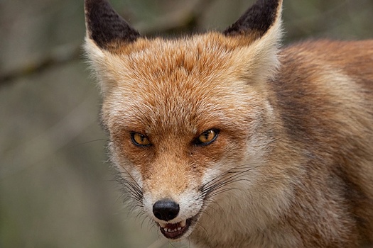 В Омской области выявили второй очаг бешенства лисиц