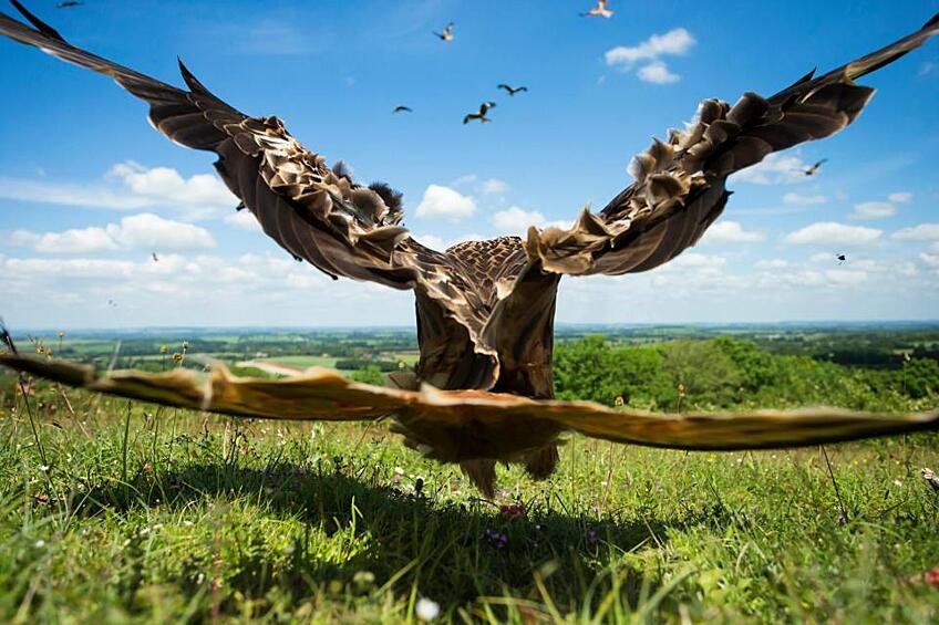 В Великобритании подвели итоги конкурса среди фотографов, снимающих птиц.  Жюри отобрало лидеров в восьми номинациях и назвало имя лучшего фотографа года. Лучшие фотографии птиц 2017 года — в нашей фотогалерее
