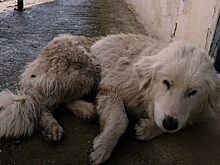 Чудесное спасение брошенного хозяевами пса лежащего на дороге
