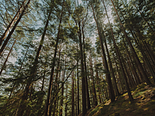 В местах, где ищут семью Усольцевых, пропала девятилетняя девочка