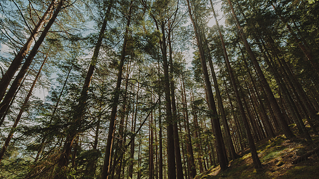 В местах, где ищут семью Усольцевых, пропала девятилетняя девочка