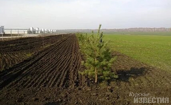 «Мираторг» в Курской области реализует экологический проект по озеленению территорий