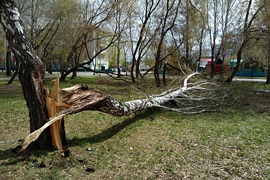 Последствия урагана в Тюмени устранят к выходным