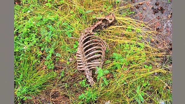 Соцсети: в Бийске в лесу обнаружили свалку собачьих трупов
